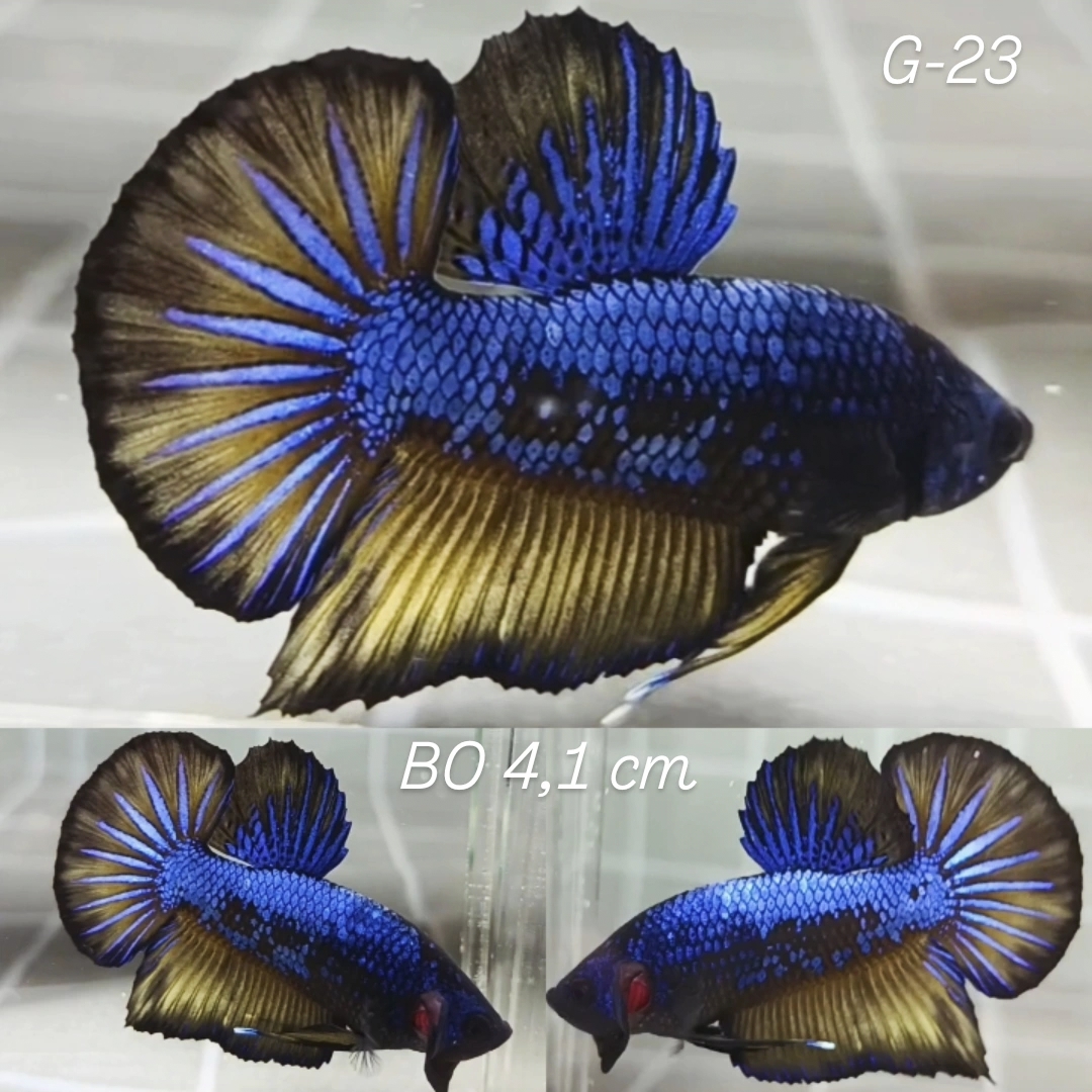 Avatar Yellow Blue Baby Giant Betta Male (G23)