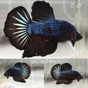 Avatar Baby Giant Betta Male (G27)