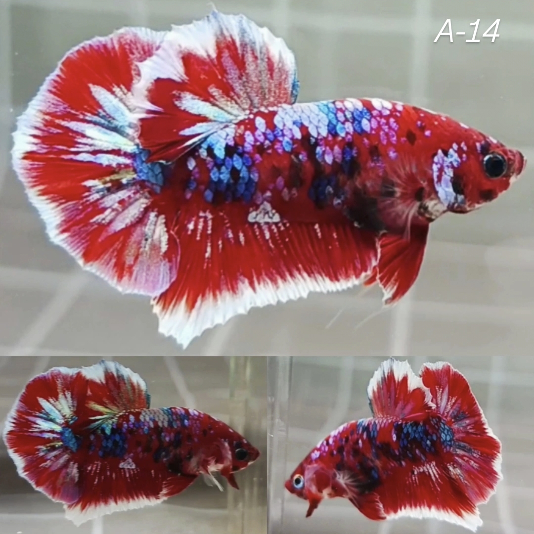 Rainbow Barongsai HMPK Betta Male (A14)