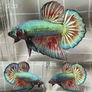 Copper Fin Variation HMPK Giant Betta Male (G33)