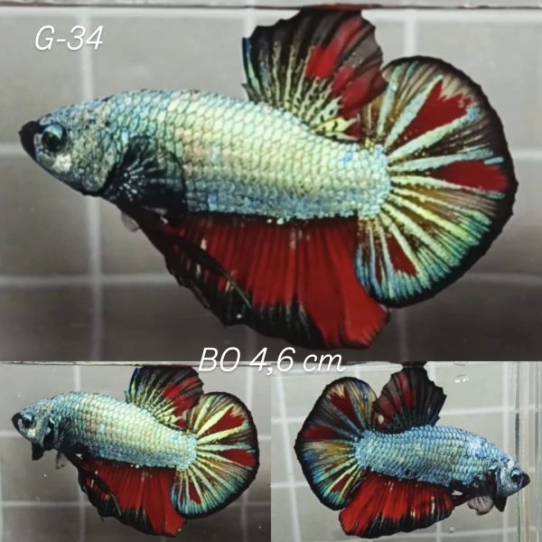 Copper Fin Variation Giant Betta Male (G34)