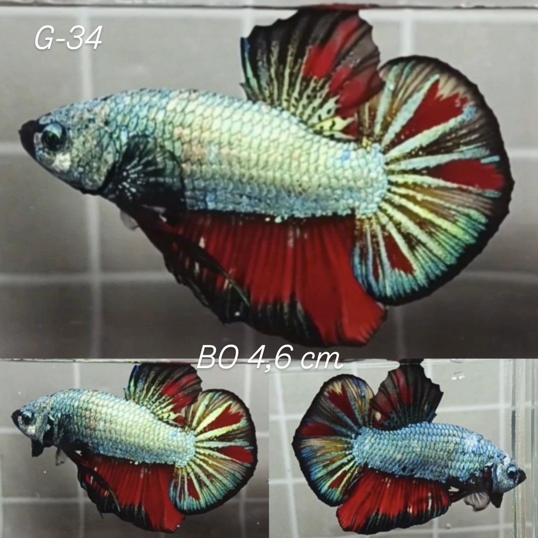 Copper Fin Variation Giant Betta Male (G34)
