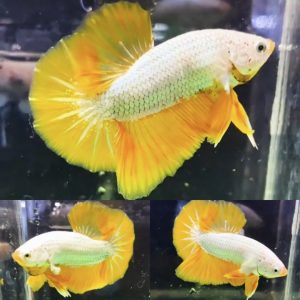 Yellow Dragon HMPK Betta Male