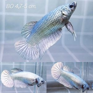 Solid Copper Giant Betta Female
