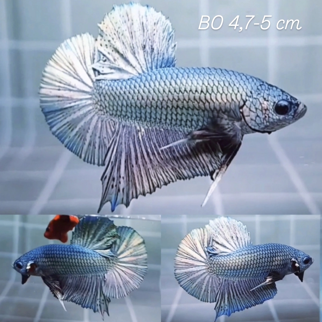 Solid Copper Giant Betta Male