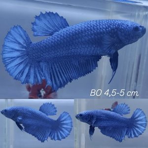 Royale Blue Giant Betta Female