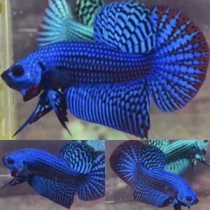 Blue Alien Wild Betta Male