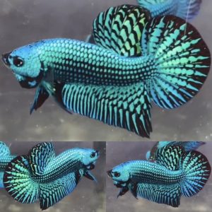 Green Alien Wild Betta Male