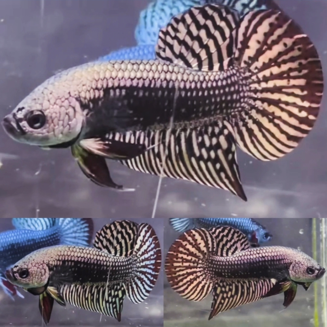 Copper Alien Wild Betta Male