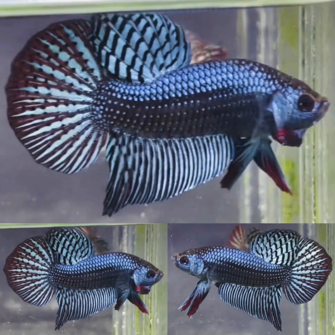 Grey Alien Wild Betta Male