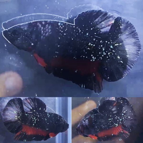 Avatar Stardust Green HMPK Betta Male