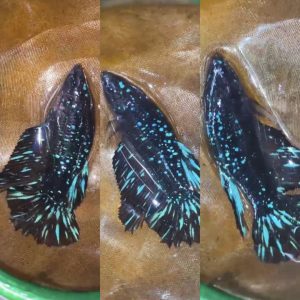 Avatar Gordon Blue Halfmoon Betta Female