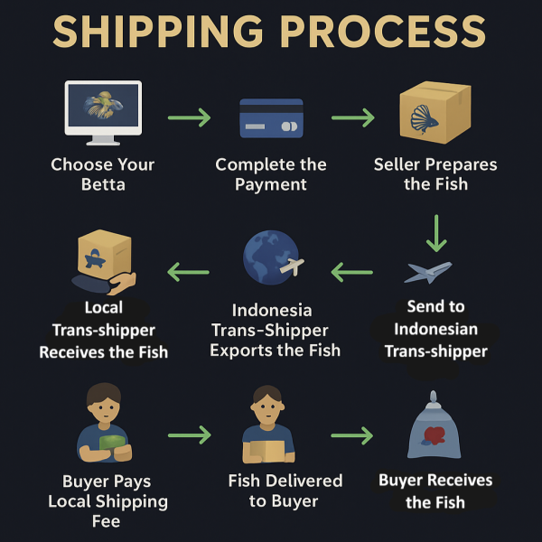 Avatar Stardust Green HMPK Betta Male - Image 2