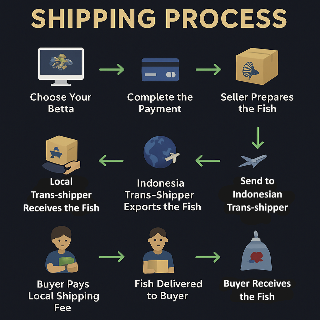 Red Dragon HMPK Betta Male - Image 2