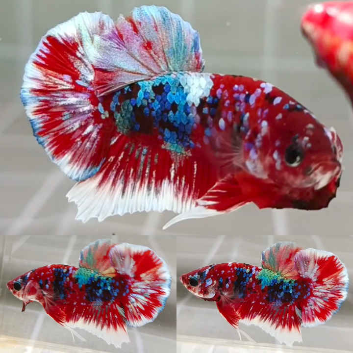 Rainbow Barongsai HMPK Betta Male
