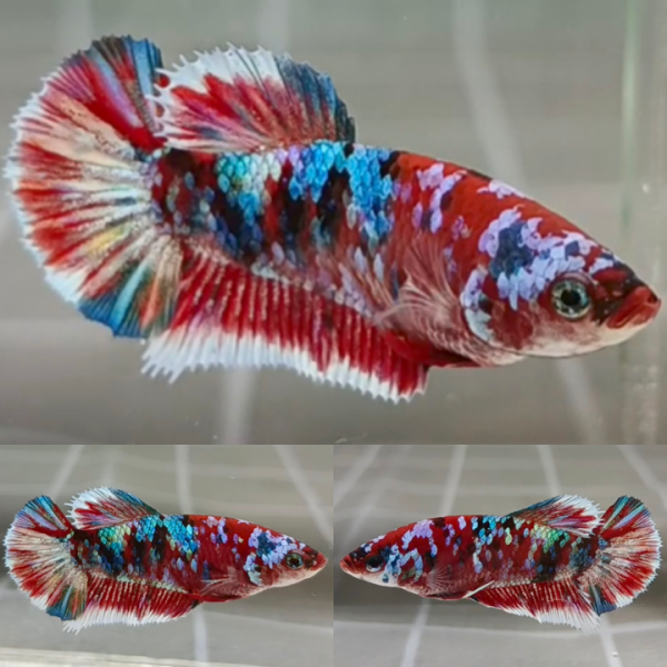 Rainbow Barongsai HMPK Betta Female