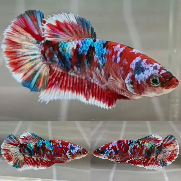 Rainbow Barongsai HMPK Betta Female