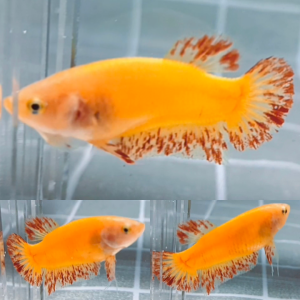 Yellow Vandas HMPK Betta Female