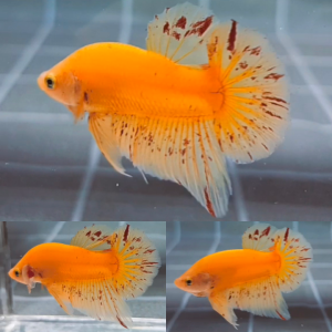 Yellow Vandas HMPK Betta Male