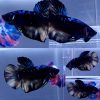 Fin Variation Avatar Giant HMPK Betta Male