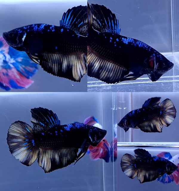Fin Variation Avatar Giant HMPK Betta Male