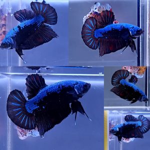 IMG-20260611-WA0011 Blue Samurai Giant HMPK Betta Male
