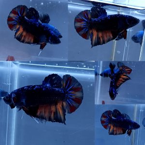 IMG-20260611-WA0012 Black Variation Avatar Giant HMPK Betta Male