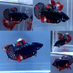 Black Variation Avatar Giant HMPK Betta Female