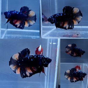 black-variation-giant-hmpk-betta-male-5