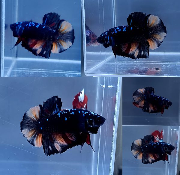 IMG-20260611-WA0016 Black Variation Avatar Giant HMPK Betta Male