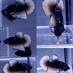 yellow-fin-avatar-giant-hmpk-betta-male
