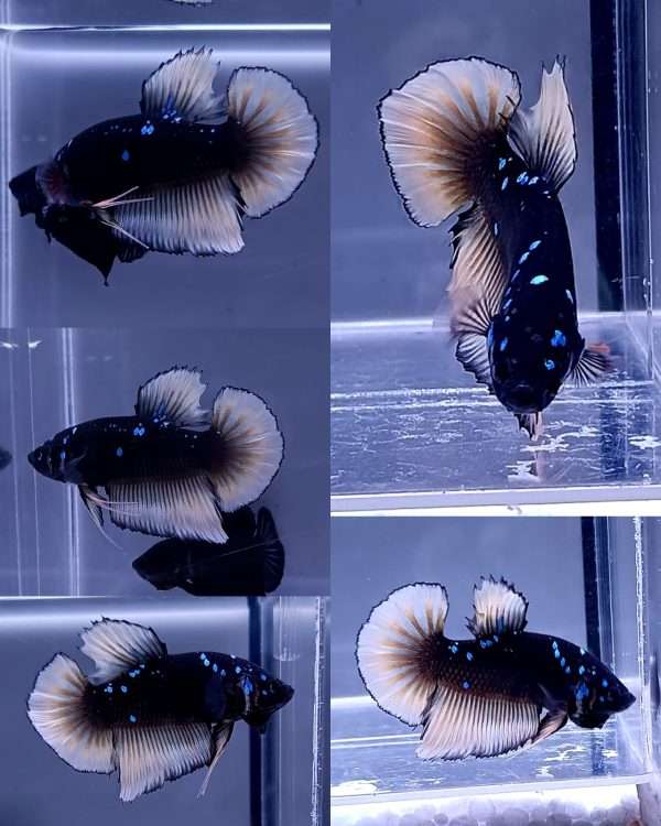 IMG-20260611-WA0017 Yellow Fin Avatar Giant HMPK Betta Male