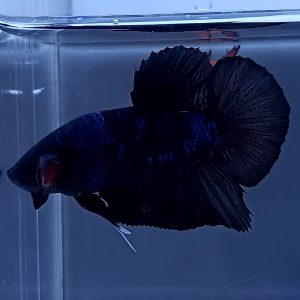 avatar-giant-hmpk-betta-male-3