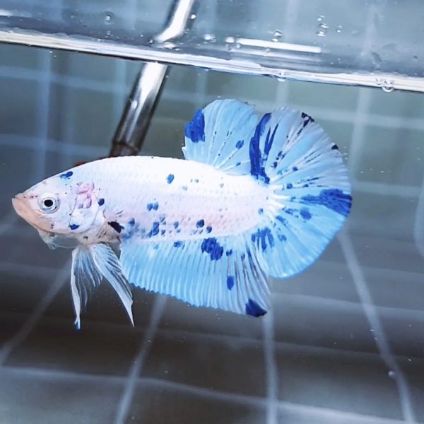 Marble Dot-dot Giant HMPK Betta Male