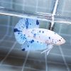 Marble Dot-dot Giant HMPK Betta Male