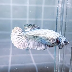 solid-copper-giant-hmpk-betta-female-2