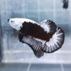 Black Samurai Headgear HMPK Betta Male