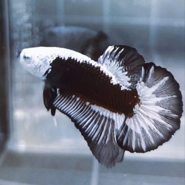 Black Samurai Headgear HMPK Betta Male