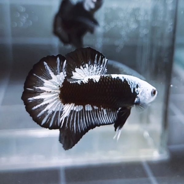 Black Samurai Headgear HMPK Betta Male