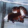 Akatsuki Samurai Helmet HMPK Betta Male