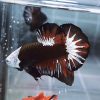 Akatsuki Samurai Helmet HMPK Betta Male