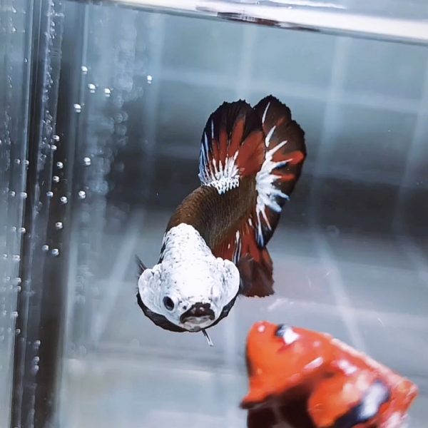 Akatsuki Samurai Helmet HMPK Betta Male