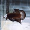 Black Samurai Helmet HMPK Betta Male