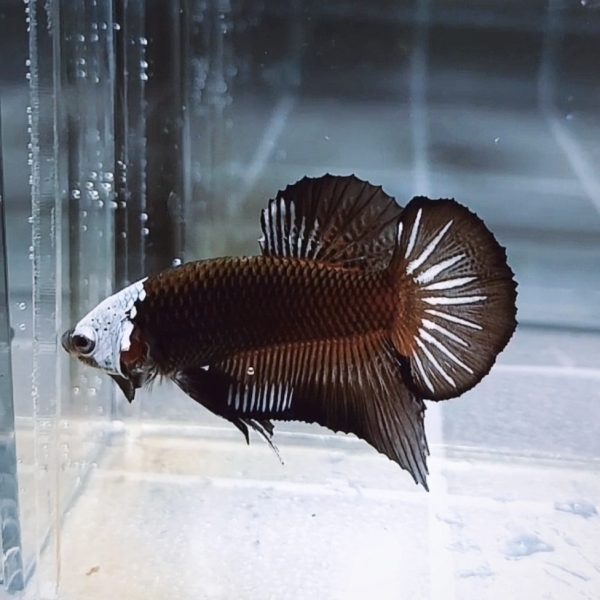 Black Samurai Helmet HMPK Betta Male