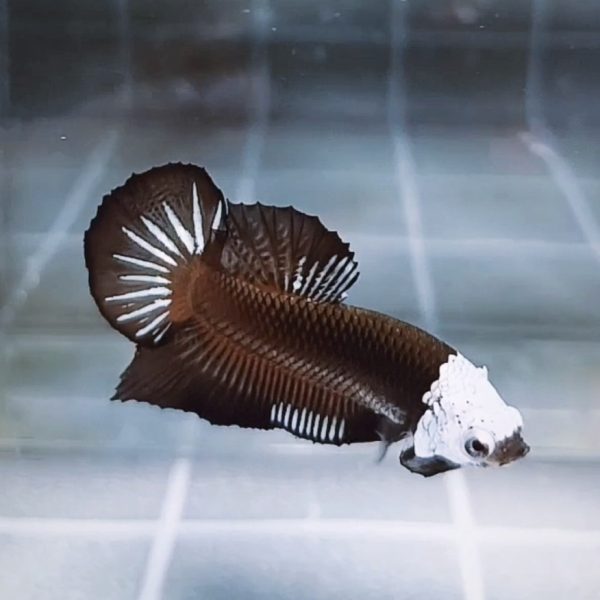 Black Samurai Helmet HMPK Betta Male