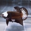 Black Samurai Helmet HMPK Betta Male