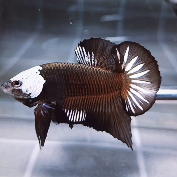 Black Samurai Helmet HMPK Betta Male