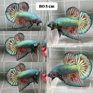 Fin Variation Giant HMPK Betta Male