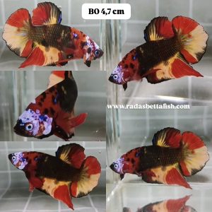 IMG_20260203_223006 Unique Color Giant HMPK Betta Male