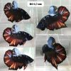 IMG_20260203_223020 Black Variation Avatar Giant HMPK Betta Male